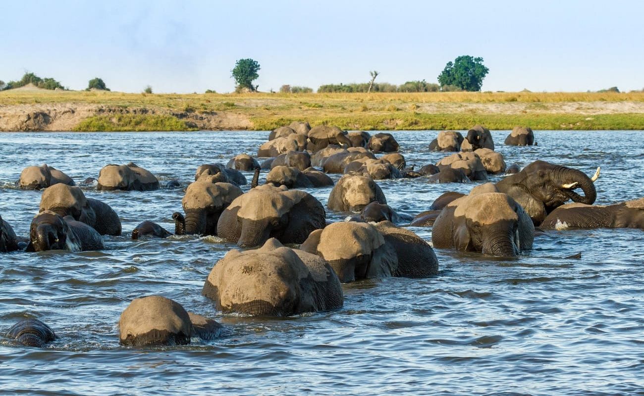 Elefanten im Chobe Nationalpark