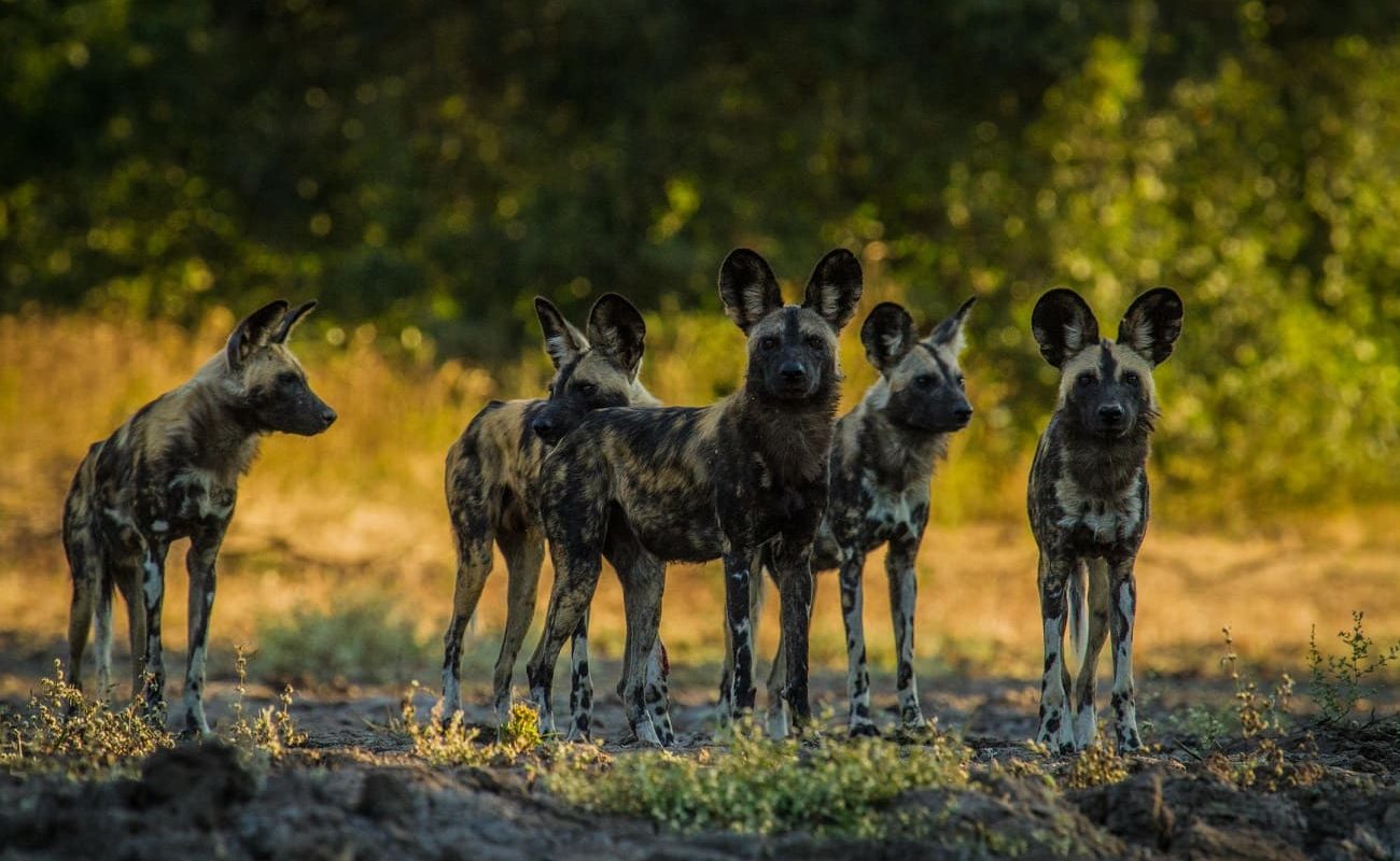 Wild Dogs in Mana Pools