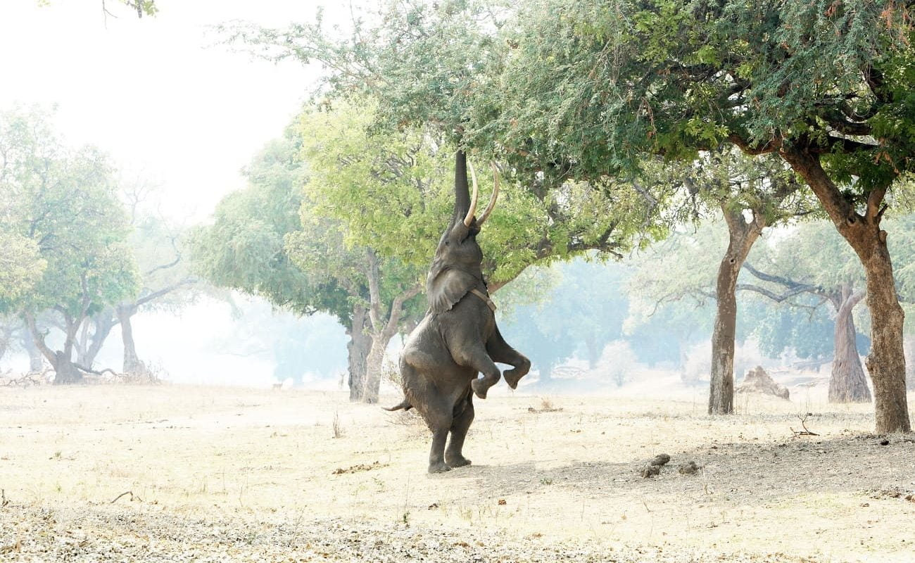 Elefant in Mana Pools