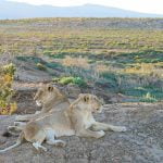 Safari ab Kapstadt - Tipps für die beste Lodge