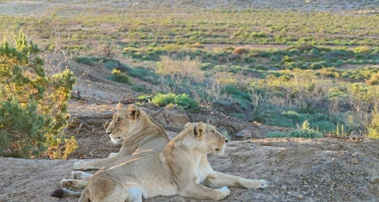 Safari ab Kapstadt - Tipps für die beste Lodge
