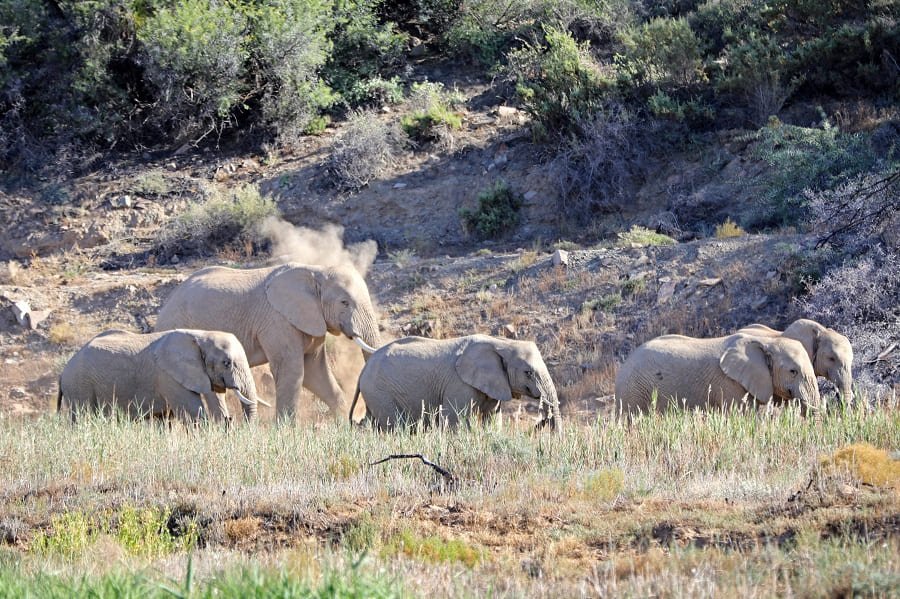 Elefanten in Sanbona