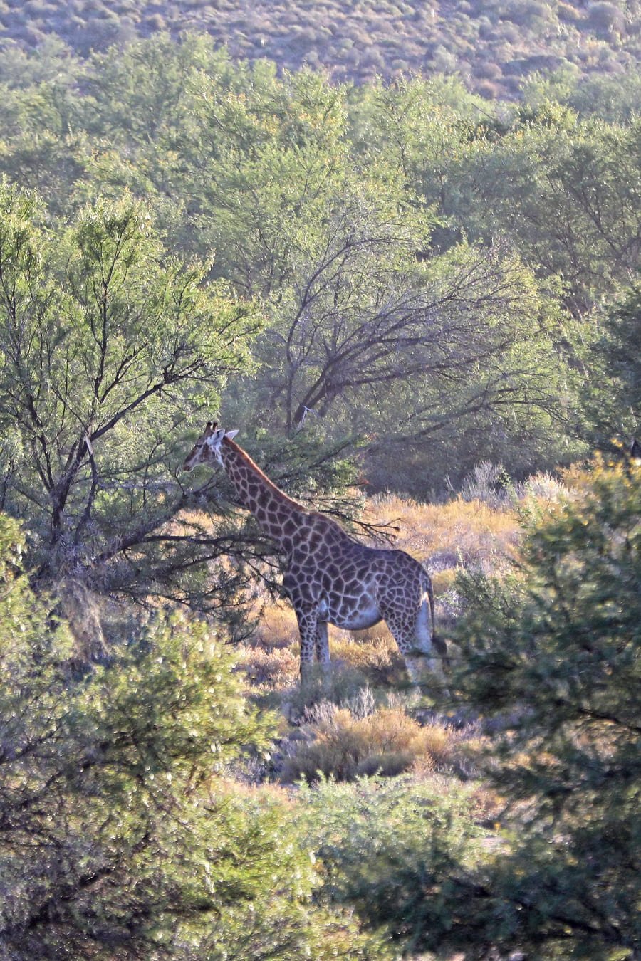 Giraffe in Sanbona