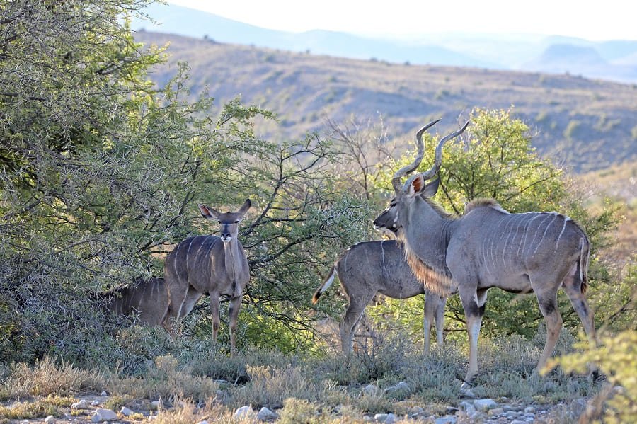 Kudus in Sanbona