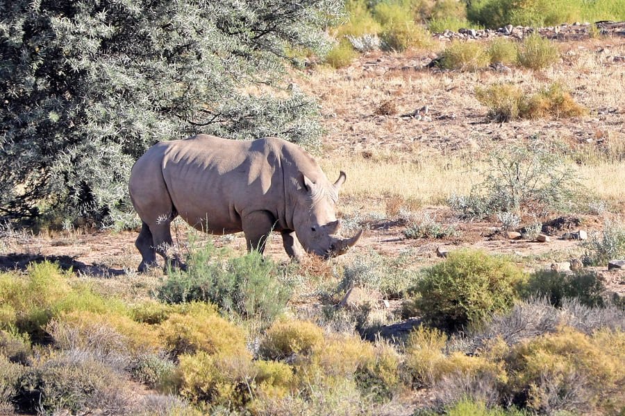 Nashorn in Sanbona