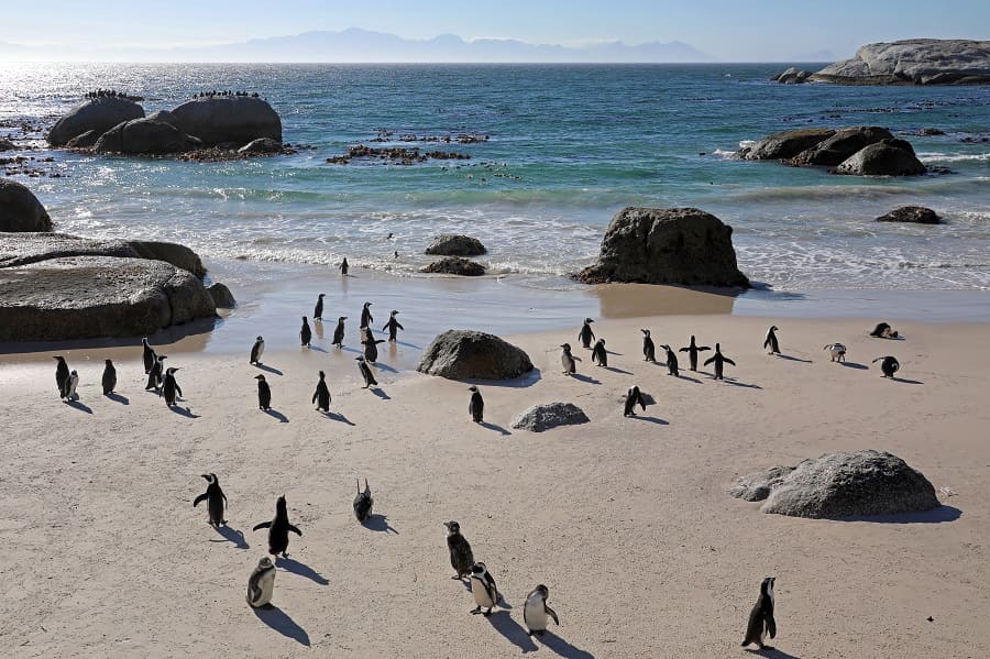 Pinguine Südafrika