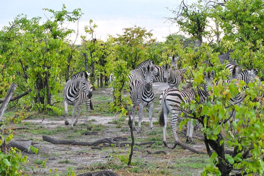 Zebra Mopane Botswana Green Season