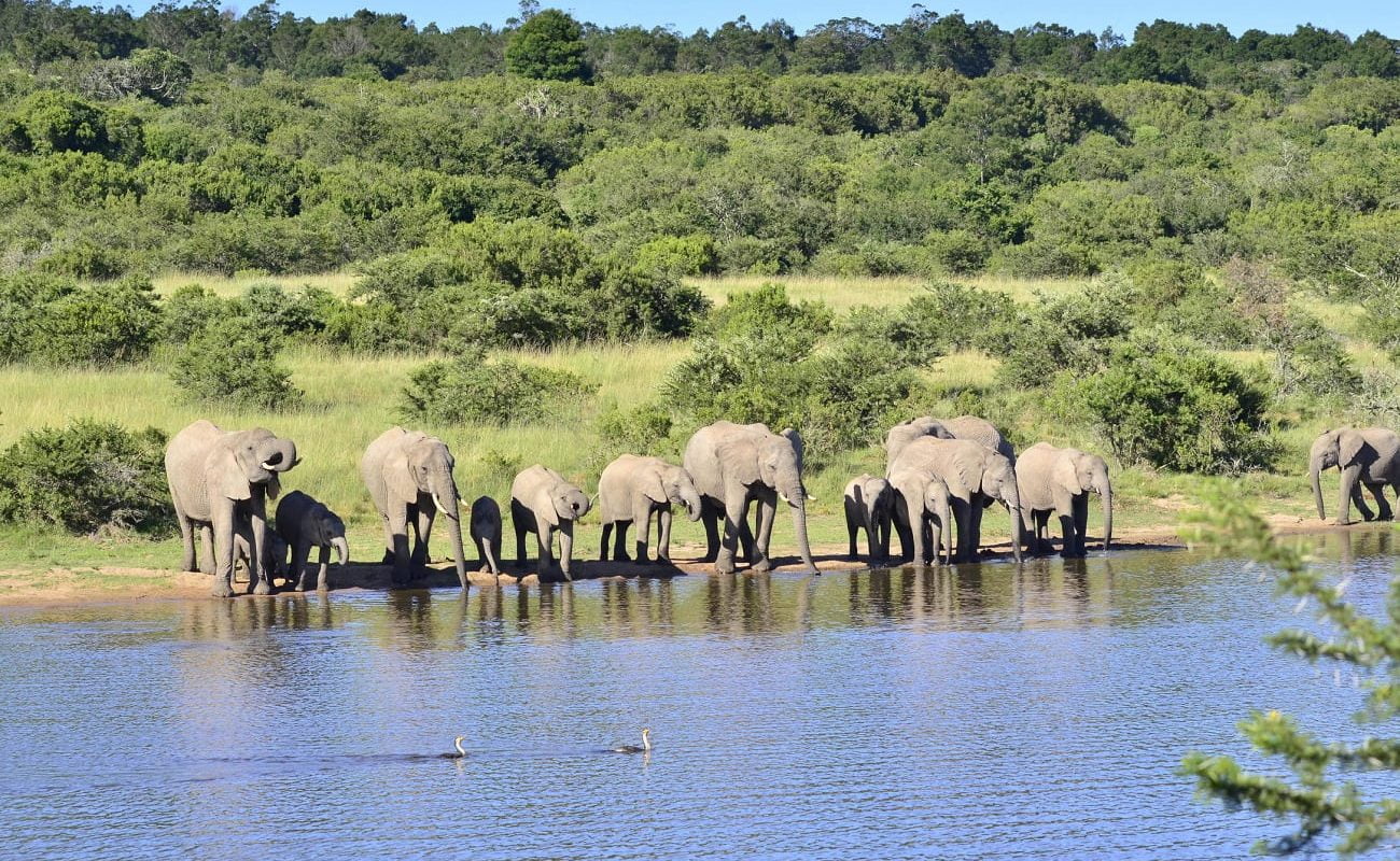 Elefantenherde im Lalibela Game Reserve