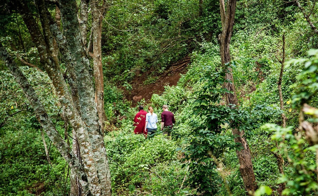 Wanderung Wald Gibb's Farm