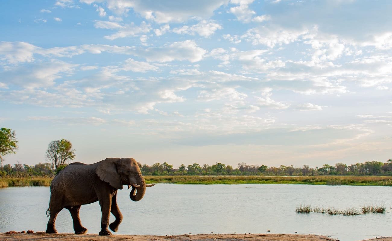 Spur der Elefanten Elefant Okavango Delta Elefanten im Okavango Delta