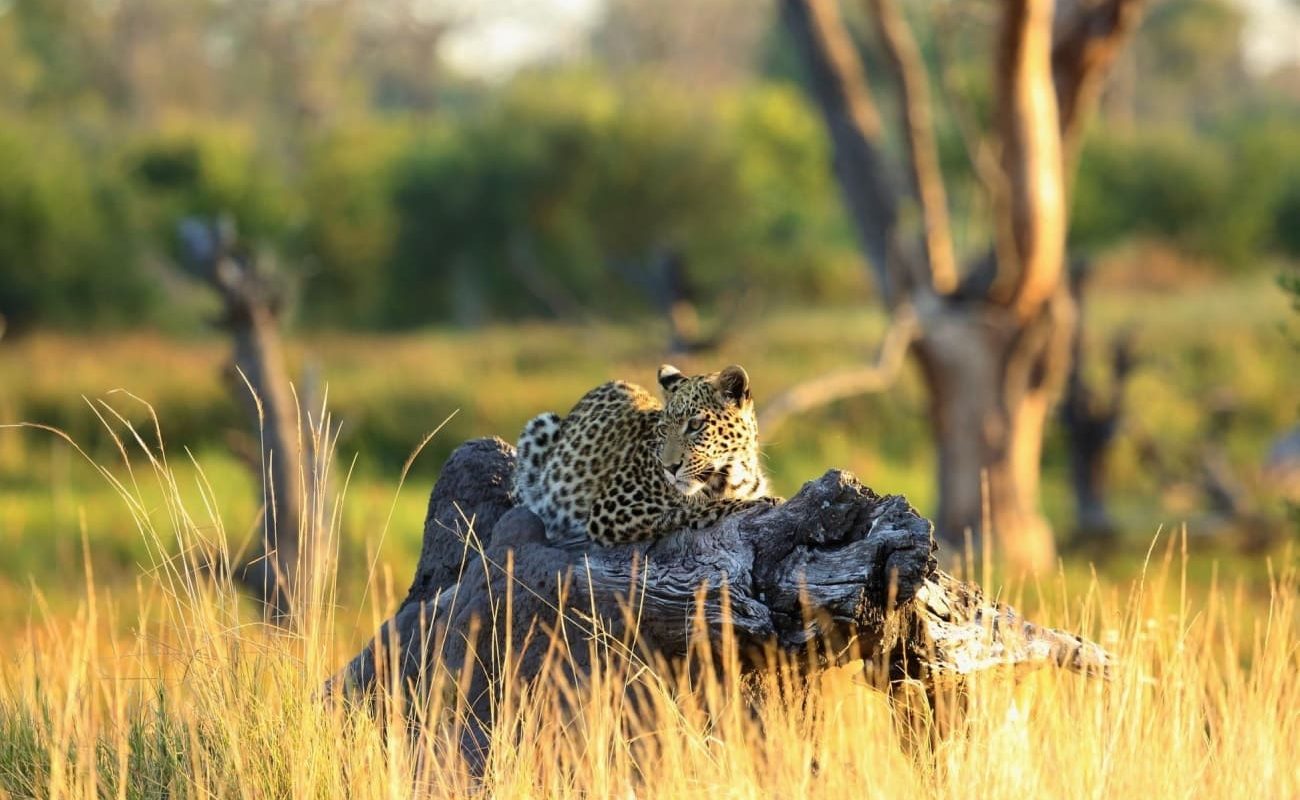 Leopard Khwai Community Area