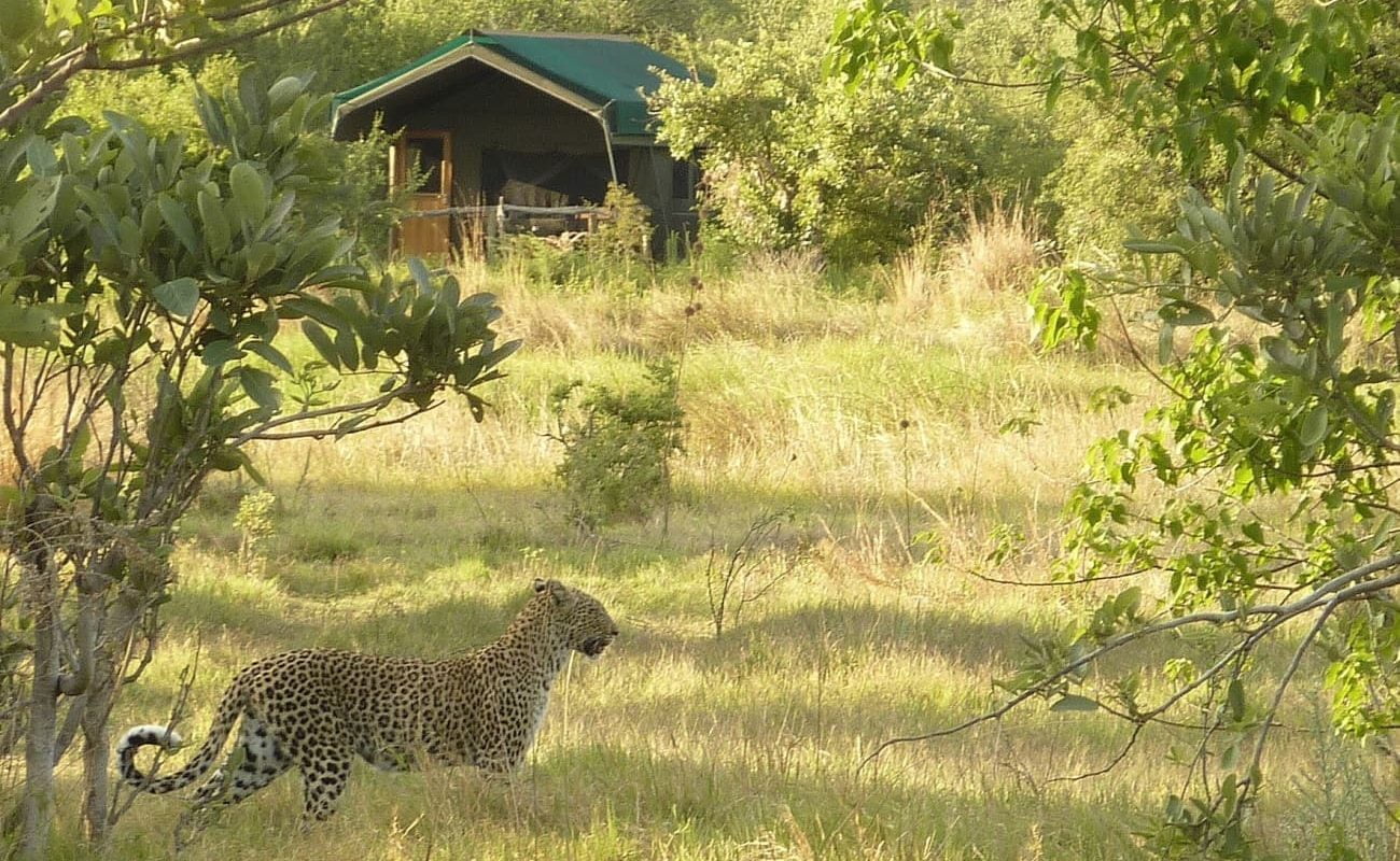Leopard vor dem Sango Camp