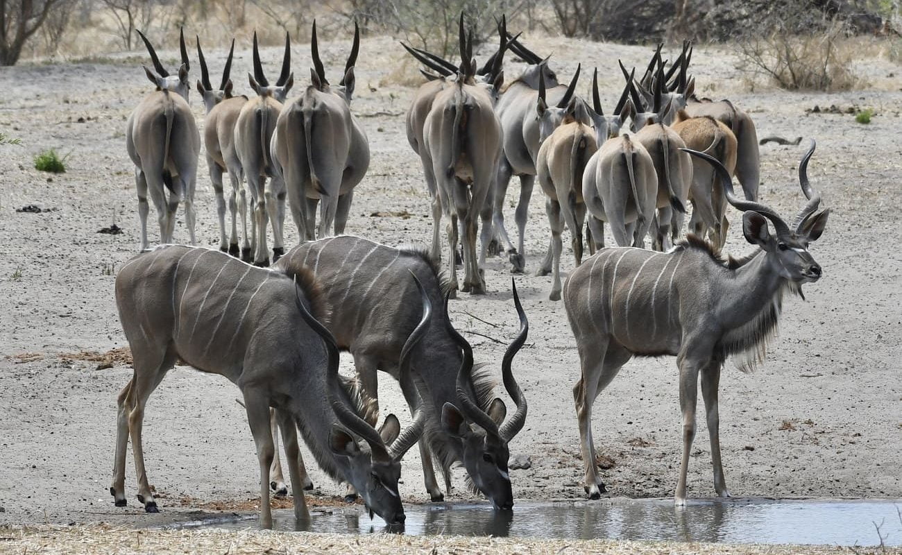 Deception Valley Lodge Private Reserve Kudus Kudus Deception Valley Kalahari