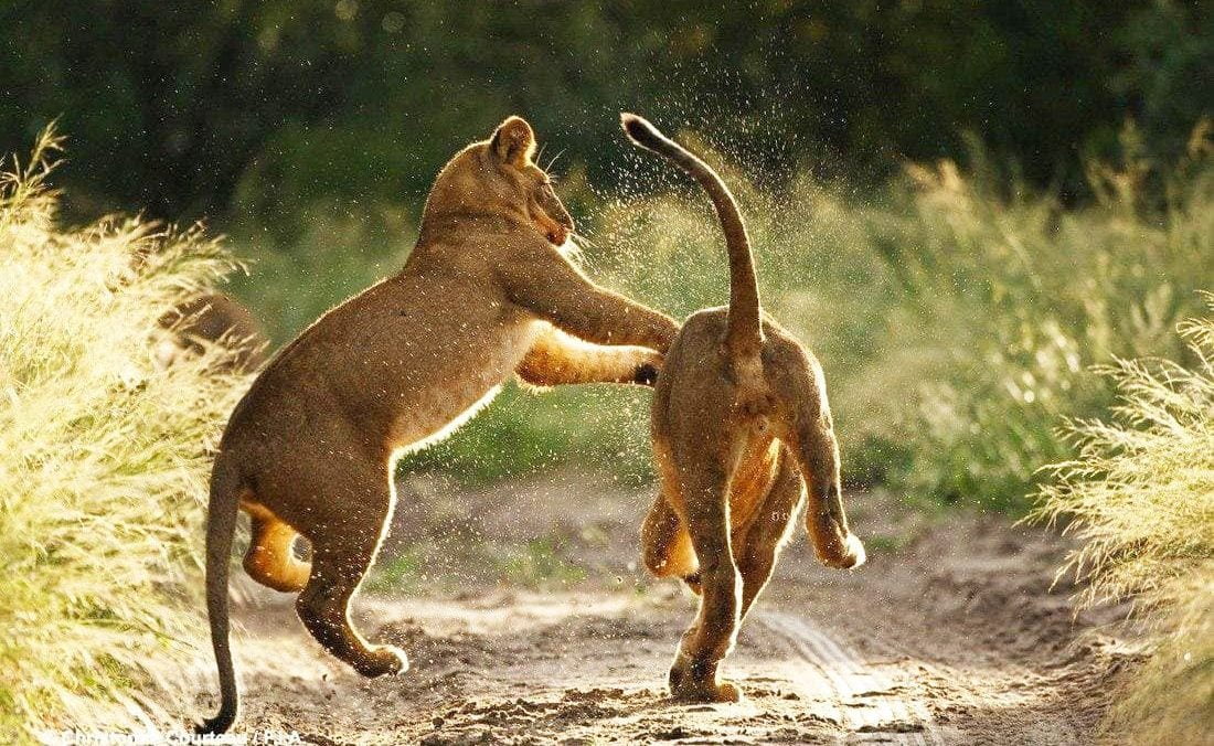 Deception Valley Lodge Private Reserve Löwen Löwen Deception Valley/ Kalahari