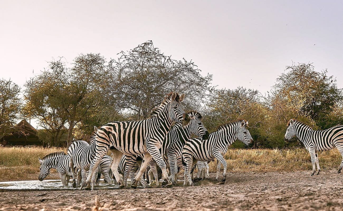 Deception Valley Lodge Private Reserve Zebras Zebras Deception Valley