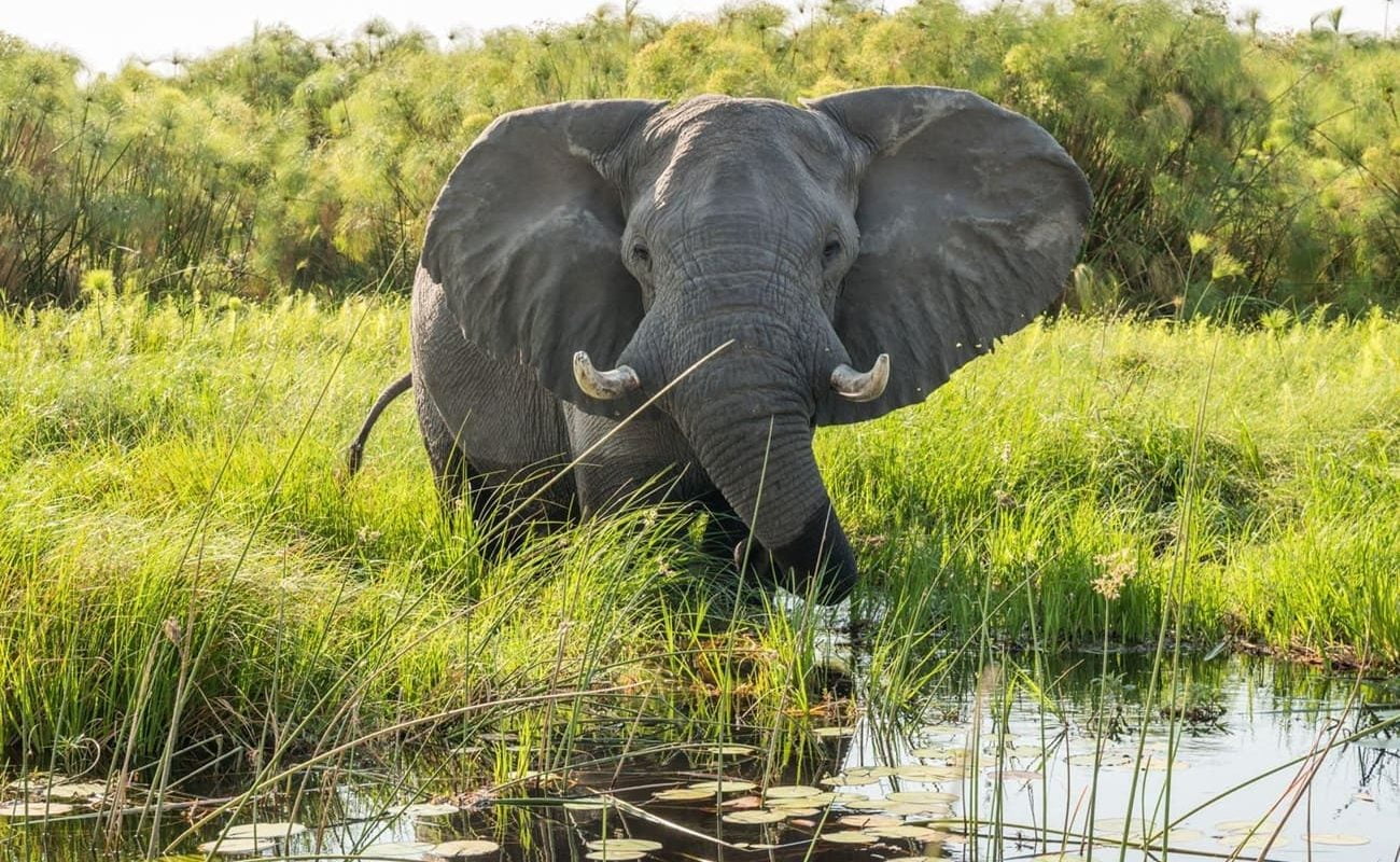 Flugsafari Linyanti - Khwai - Okavango Delta Elefant Okavango Delta Elefant im Okavango Delta
