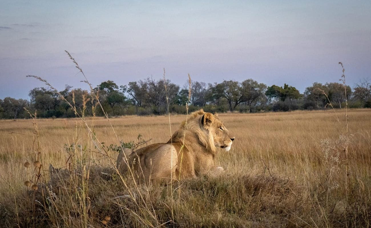Flugsafari Linyanti - Khwai - Okavango Delta Löwe Okavango Delta Löwe im Okavango Delta