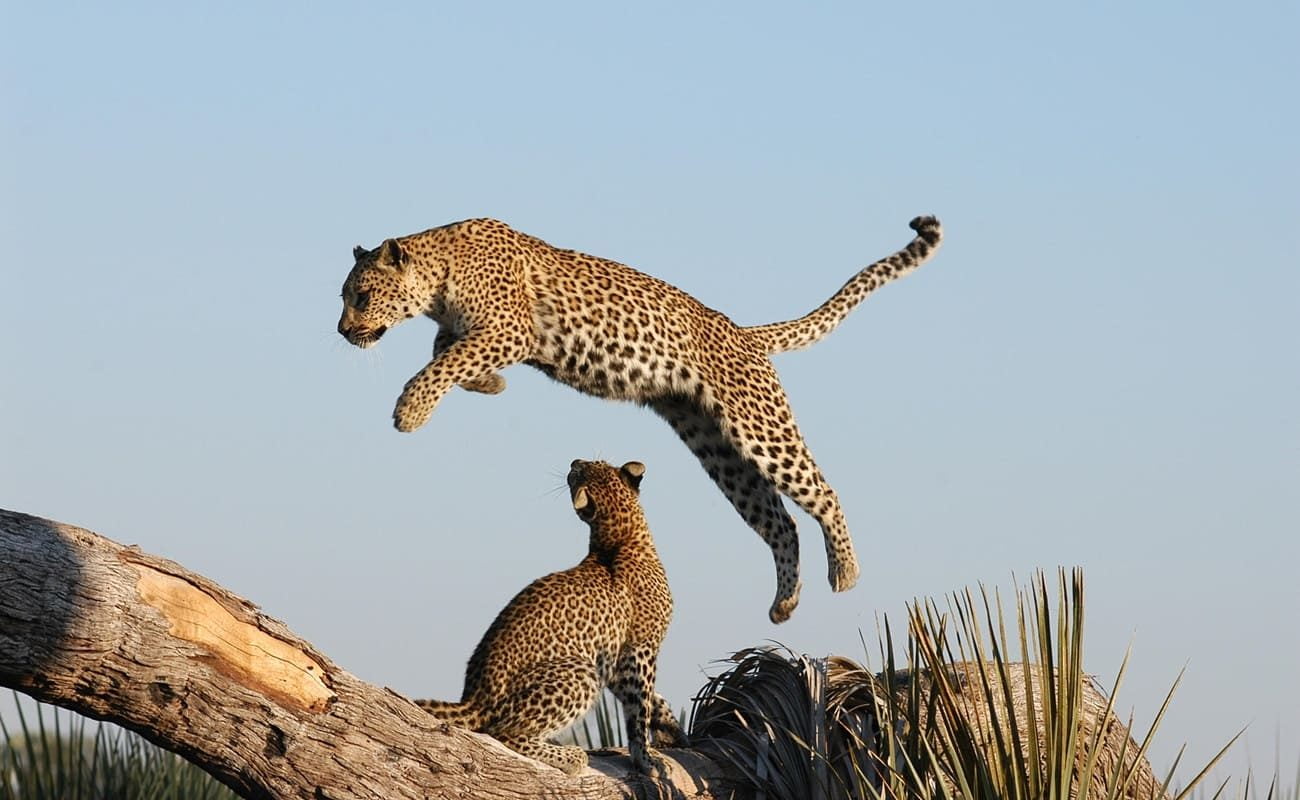 Flugsafari Linyanti - Khwai - Okavango Delta Pirschfahrt Leopard Leopard - immer ein Highlight einer Pirschfahrt in Botswana