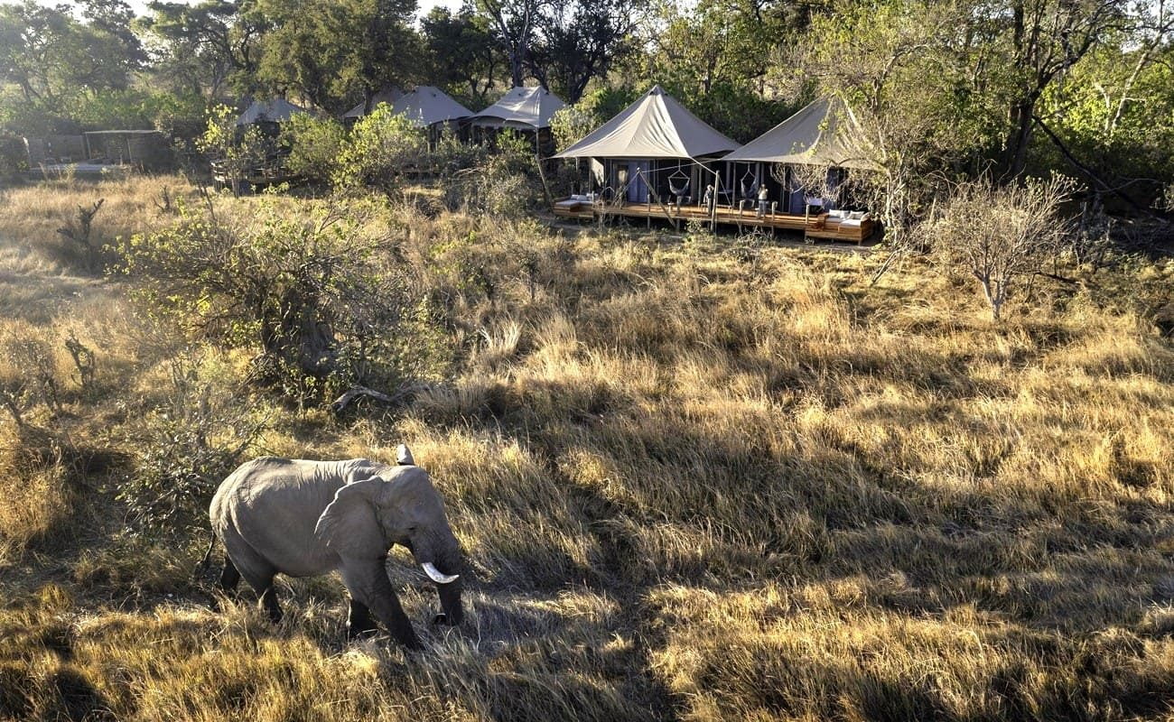 Khwai Lediba Elefant vor Zelten Elefant im Khwai Lediba Camp