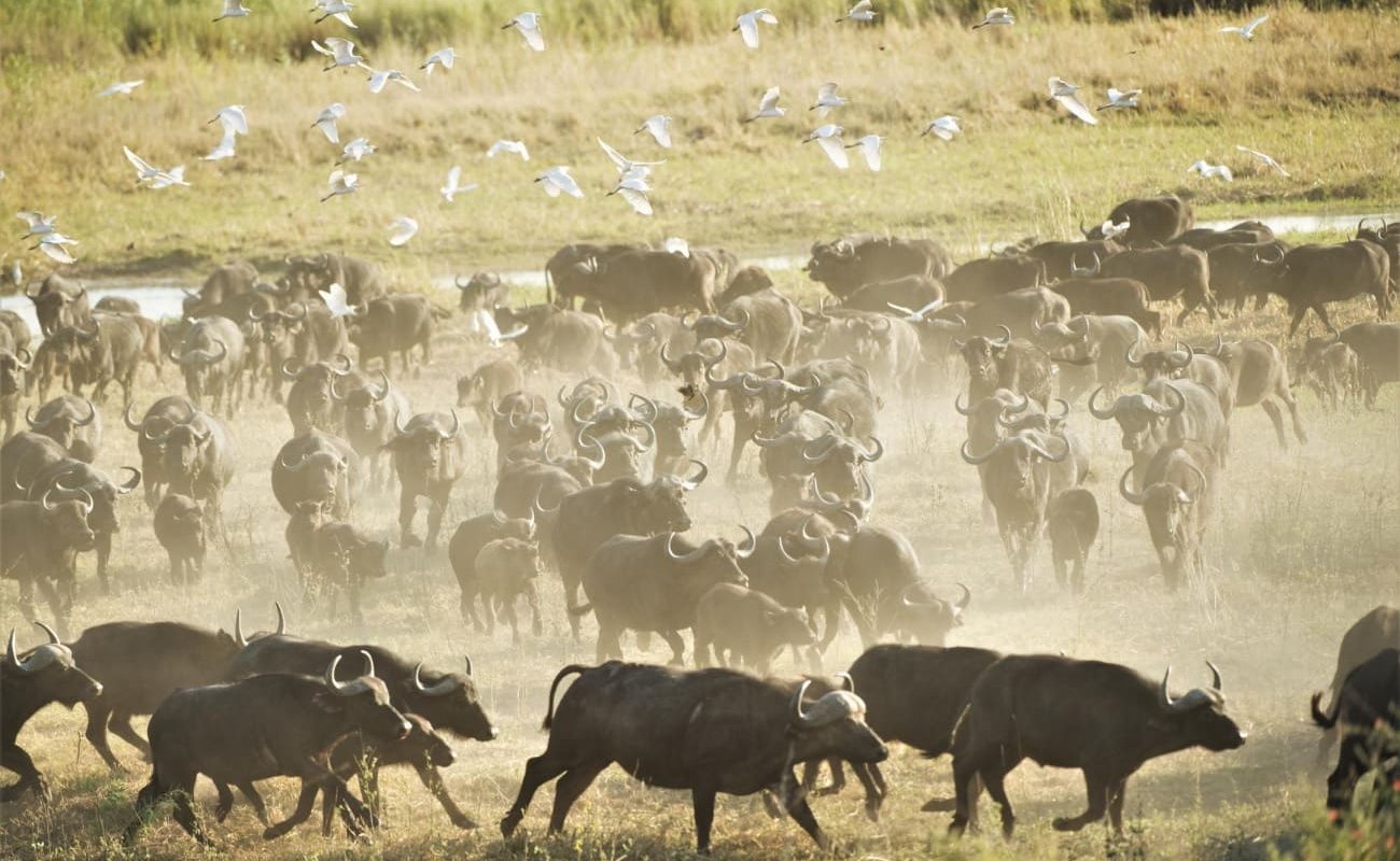 Linyanti Bush Camp Büffelherden Große Büffelherden im Linyanti