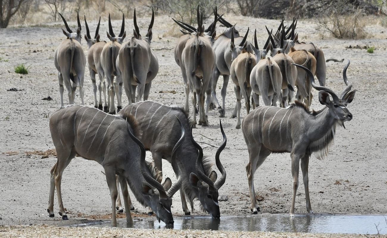 Kudus Deception Valley