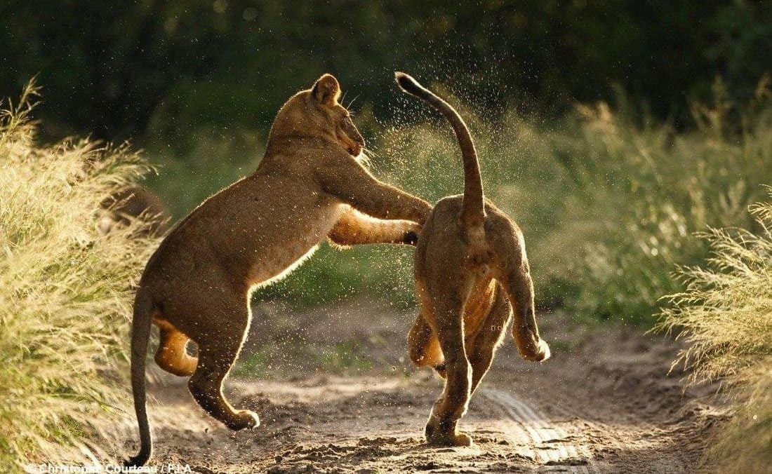 Löwen im Deception Valley Lodge Private Reserve