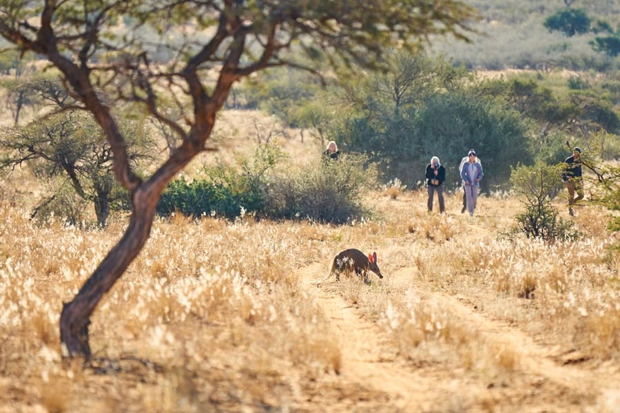 Aardvark in Tswalu Kalahari - wunderbares Ziel für eine Safari zwischen Ostern und Pfingsten