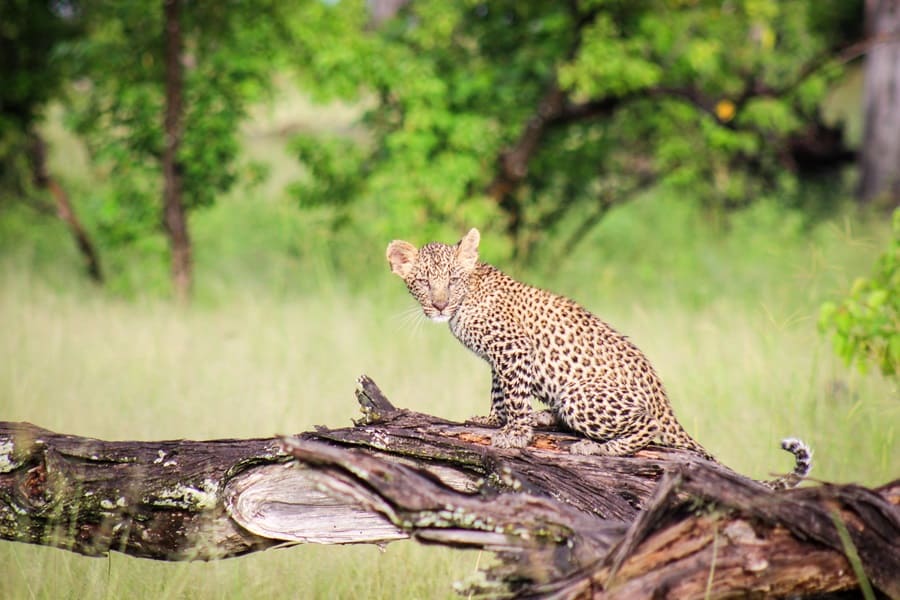 Botswana Green Season - Leopard beim Camp Moremi