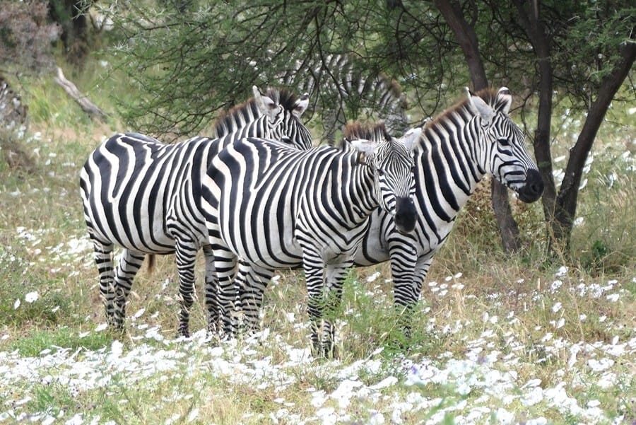 Tarangire Nationalpark nach der Regenzeit
