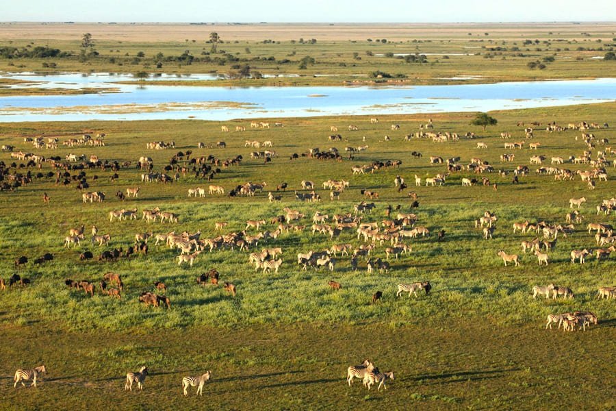 Zebramigration Botswana