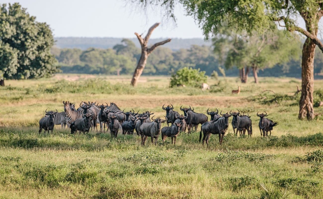 Gnus und Zebras im Gonarezhou