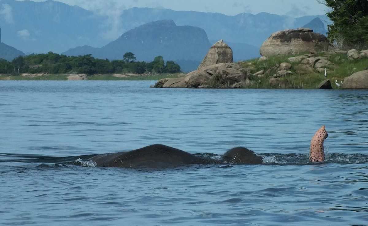 Sri Lanka entspannt Gal Oya Elefant Gal Oya Elefant