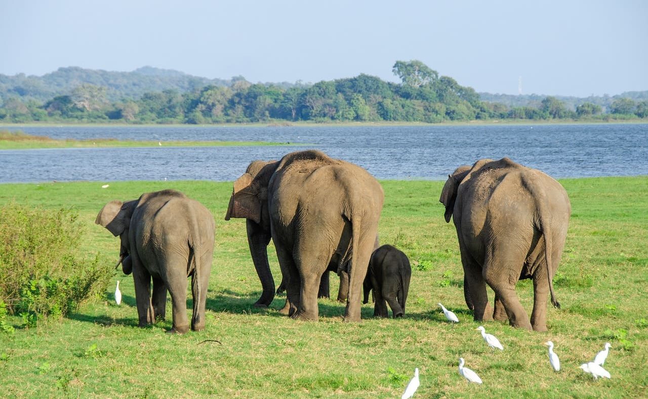Sri Lanka entspannt Minneriya Elefanten im Minneriya, Sri Lanka