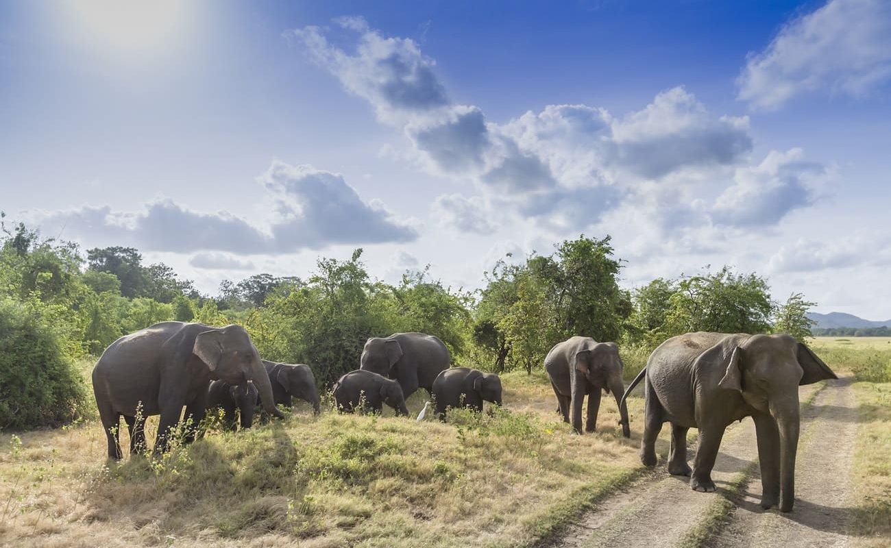 Sri Lanka exklusiv Elefanten Yala