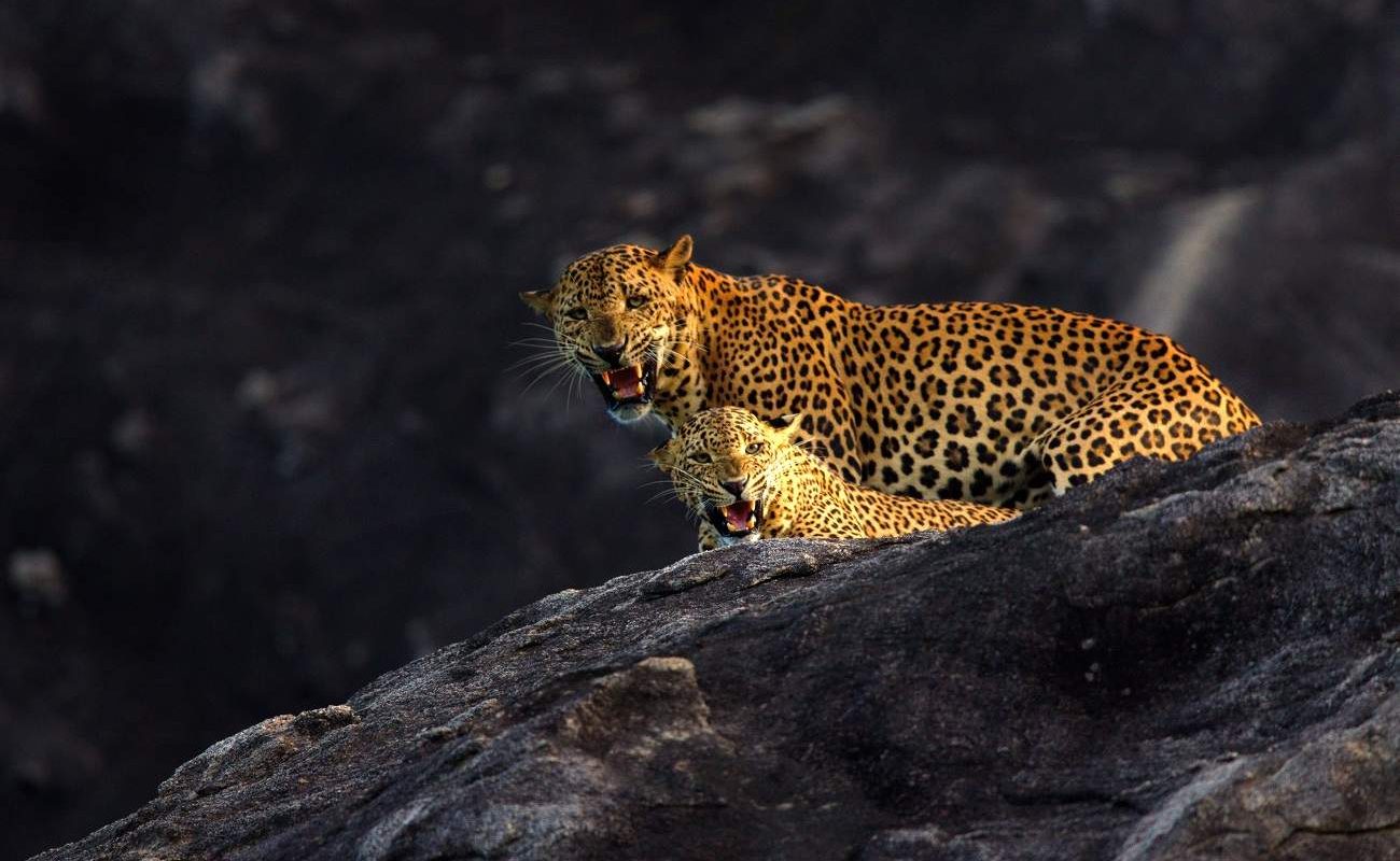 Wild Coast Tented Lodge Leopard Yala Leopard im Yala Nationalpark