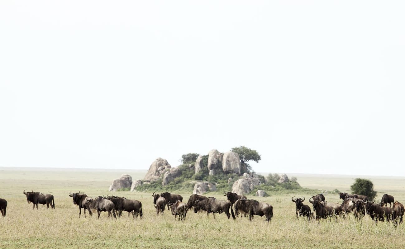 Gnus und Kopjes in der Serengeti bei Dunia