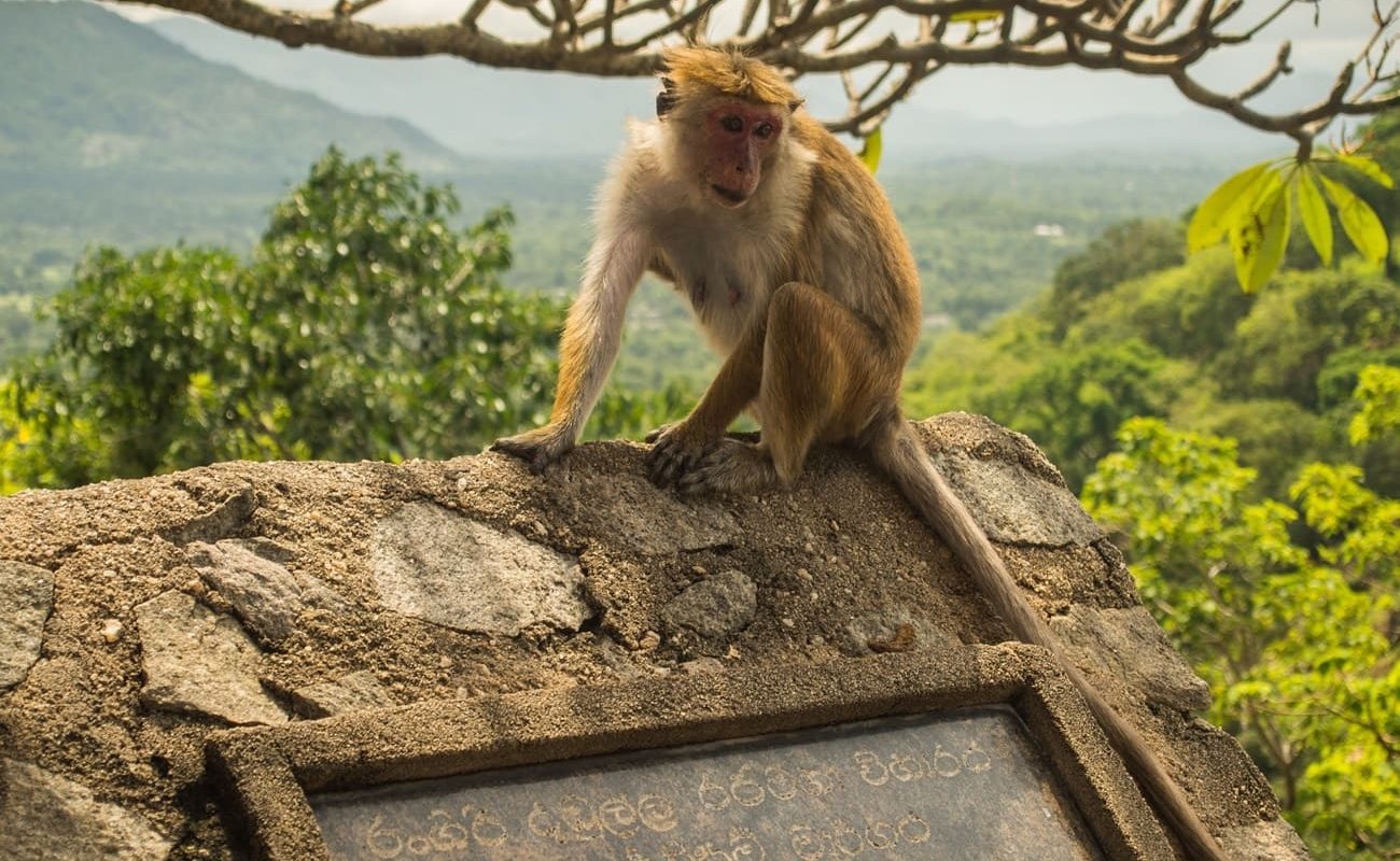 Affen in Dambulla