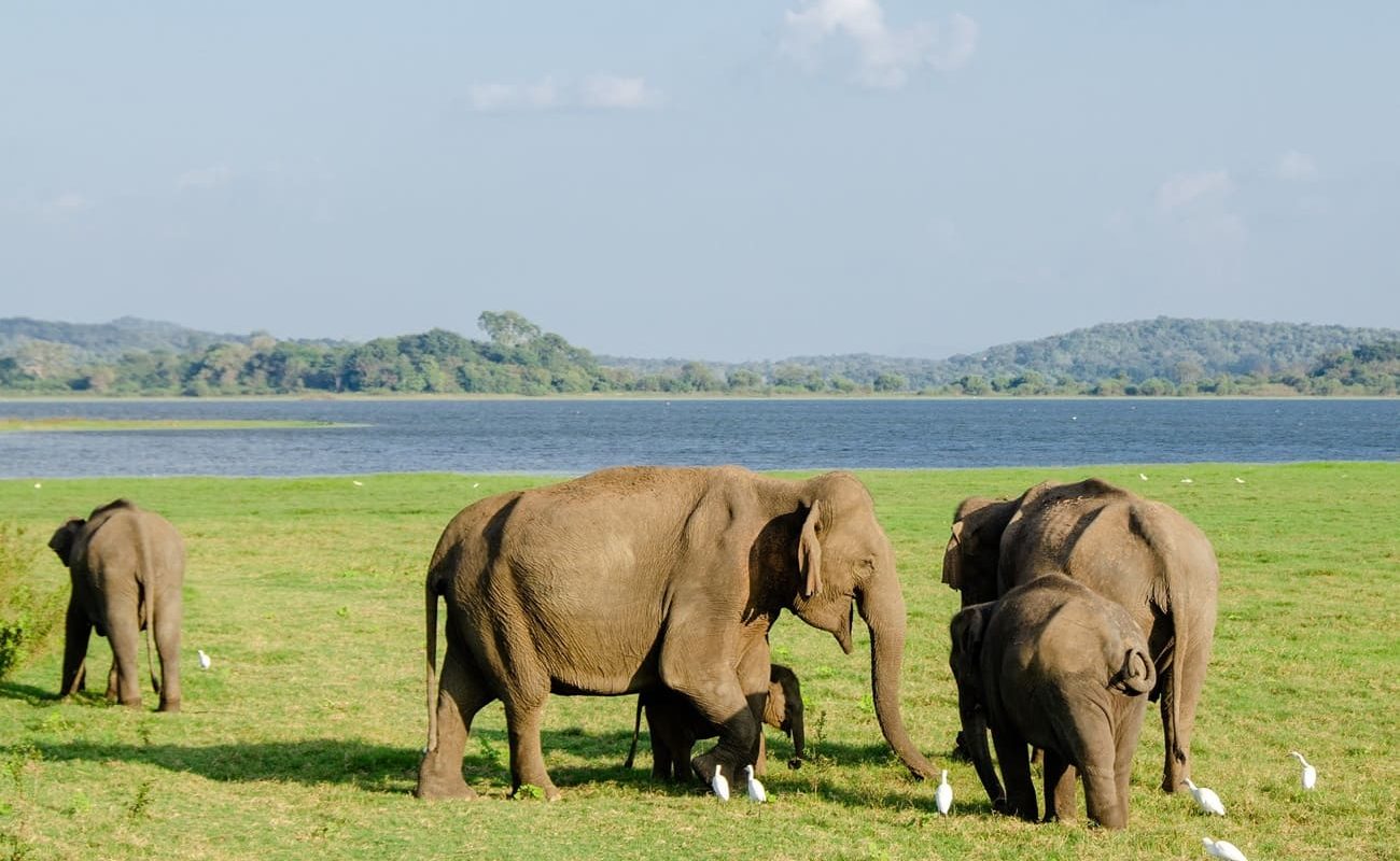 Elefanten im Minneriya