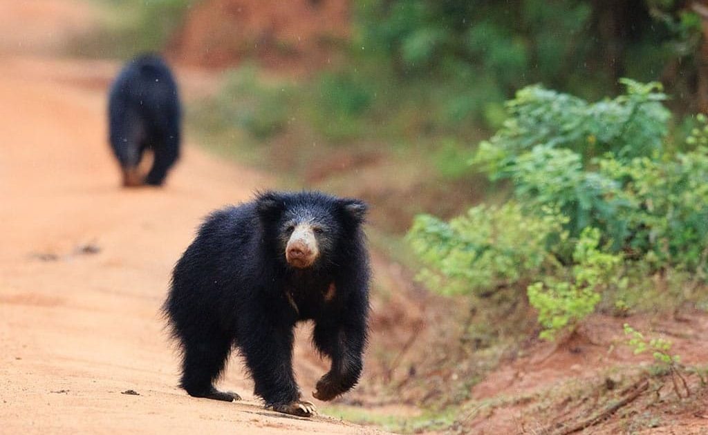 Lippenbär im Yala Nationalpark