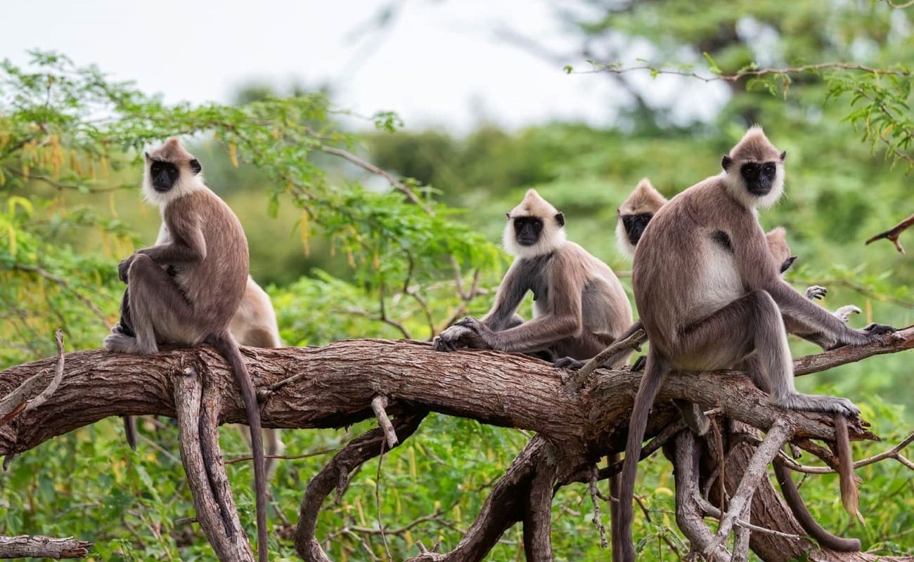 Tribe Yala Affen Park Affen im Yala Nationalpark