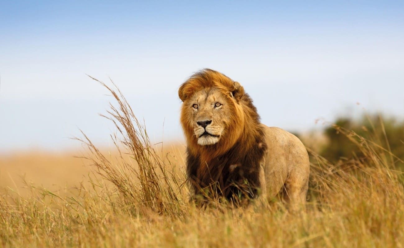 Skysafari Kenia Löwe Masai Mara Löwe in der Masai Mara