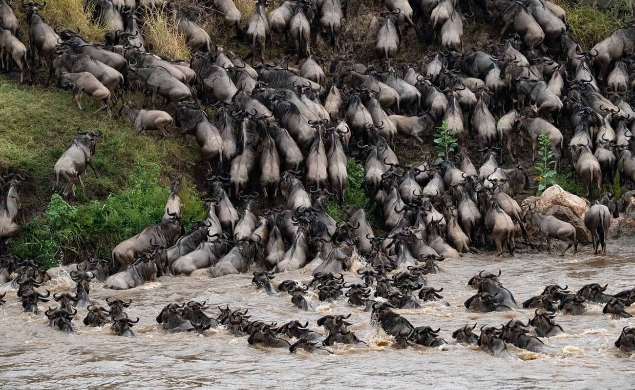 Skysafari Kenia Mara Great Migration Great Migration Masai Mara