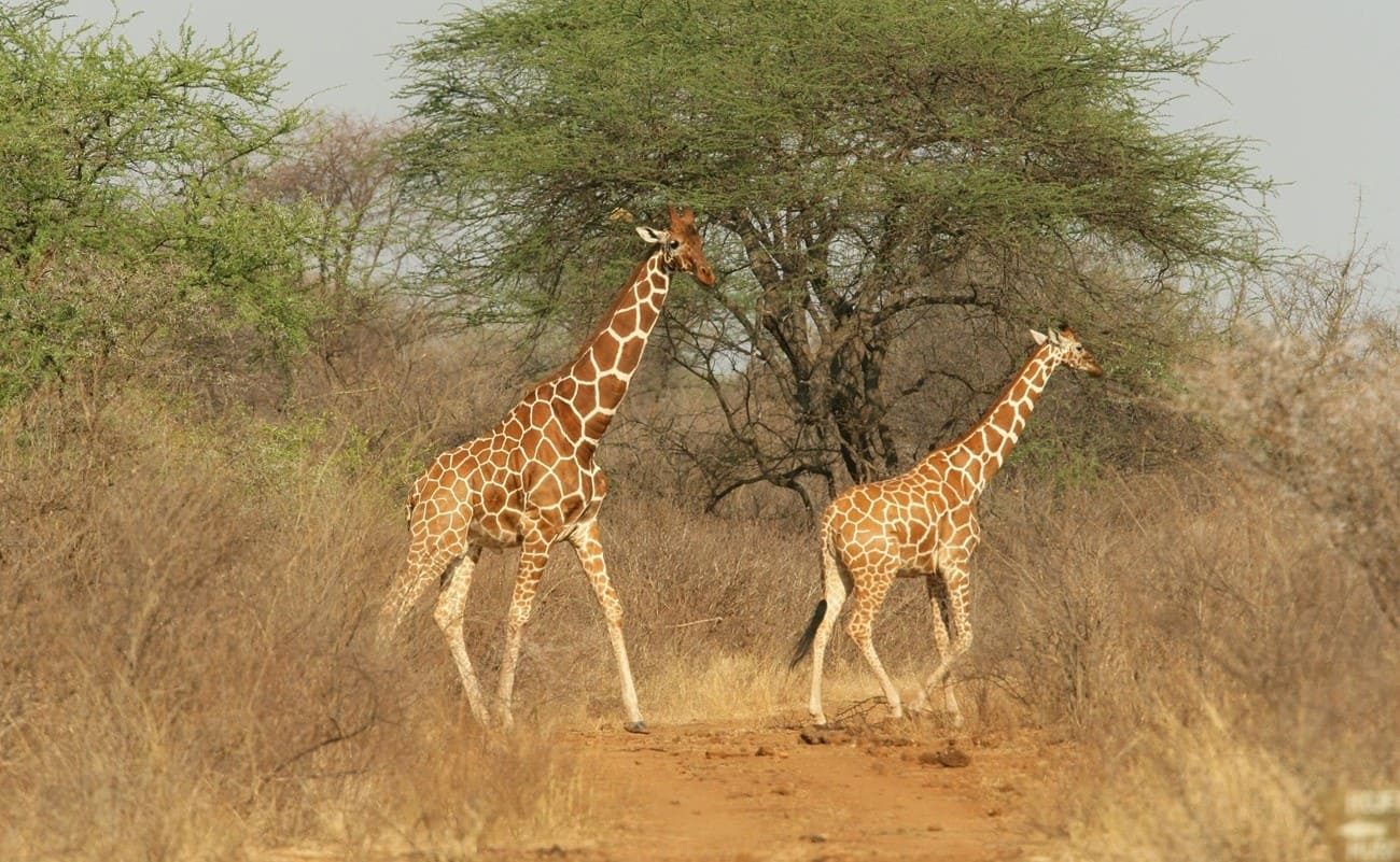 Skysafari Kenia Meru Giraffen