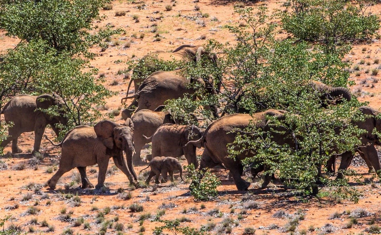 Elefanten Tracking, Grootberg Lodge