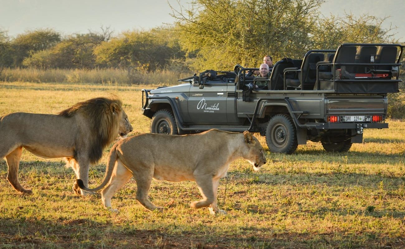 Marataba Pirschfahrt Löwen Pirschfahrt in Marataba