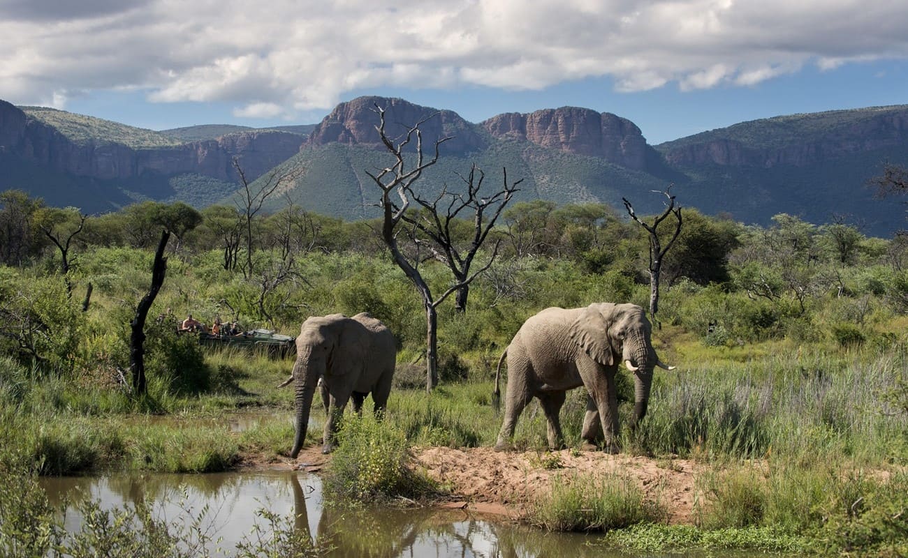 Marataba Wasserloch Elefanten Elefanten am Wasserloch von Marataba