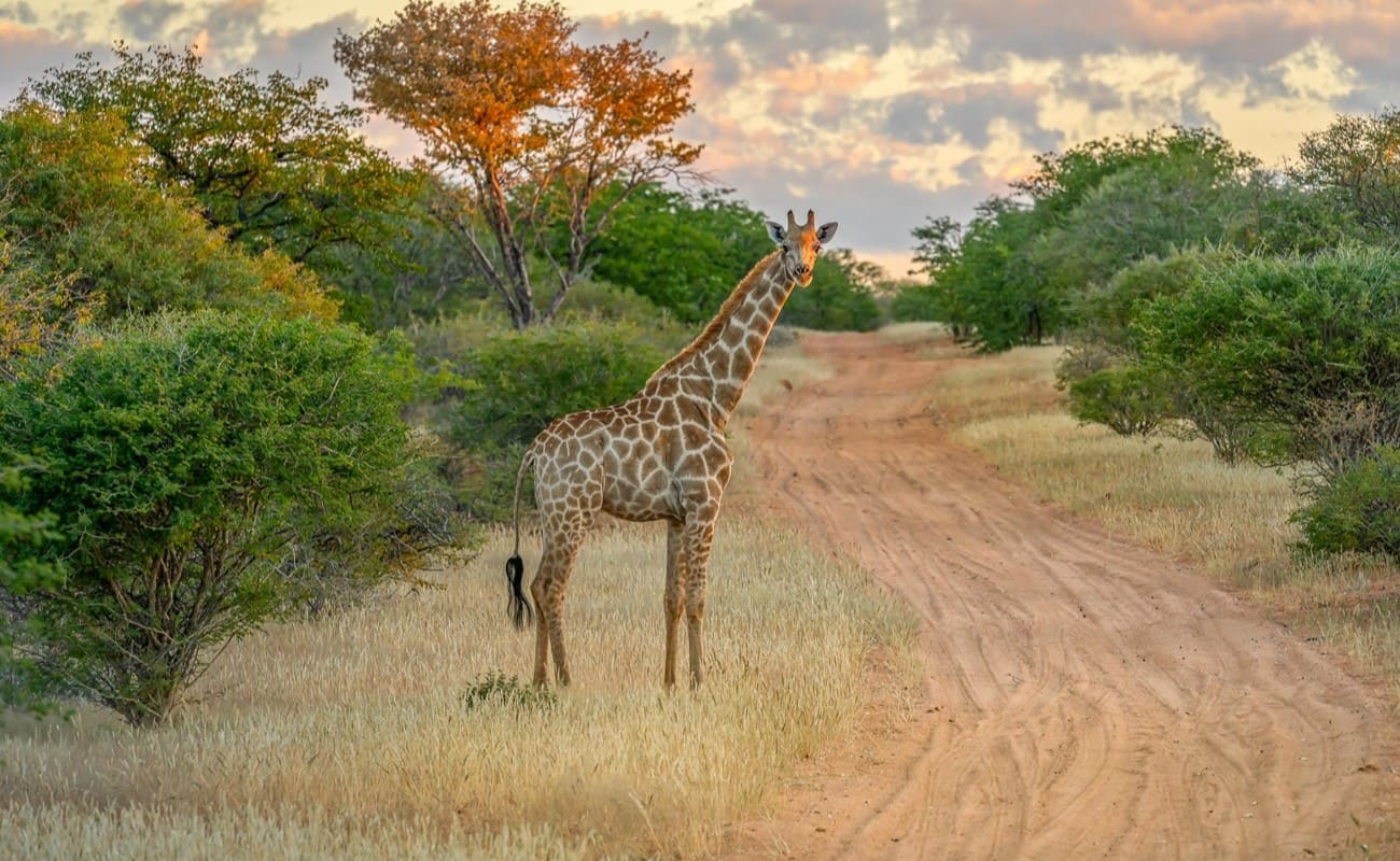 Ohorongo Private Game Reserve Pirschfahrt Giraffe Pirschfahrt in Ohorongo - Giraffe