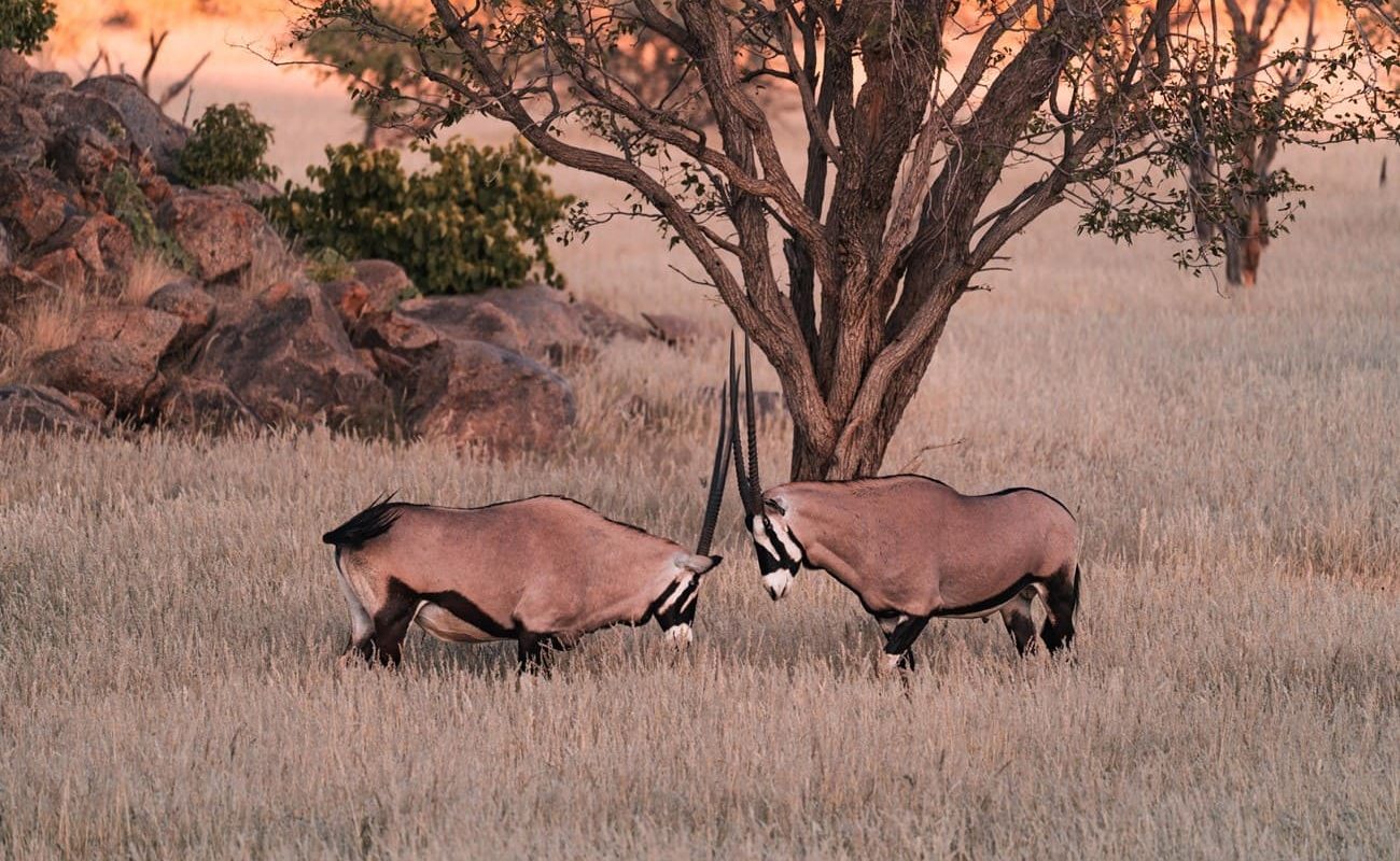 Ohorongo Private Game Reserve Pirschfahrt Oryx Pirschfahrt in Ohorongo - Oryx