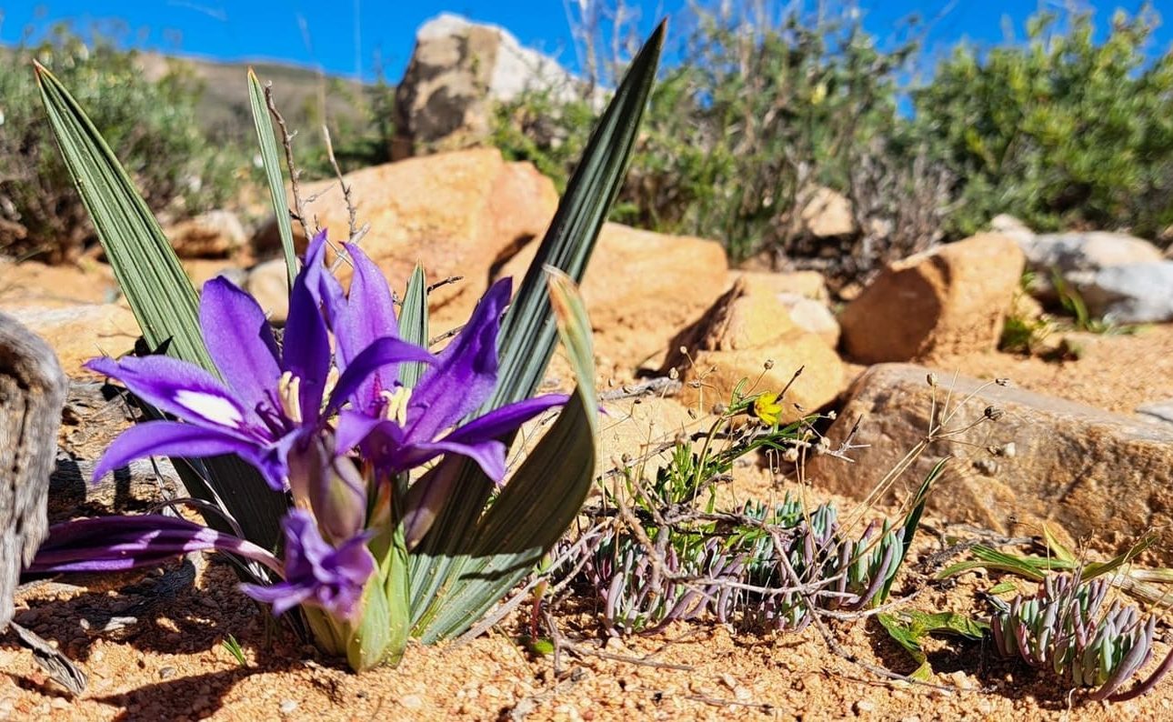 Sanbona Wildlife Reserve Blumen