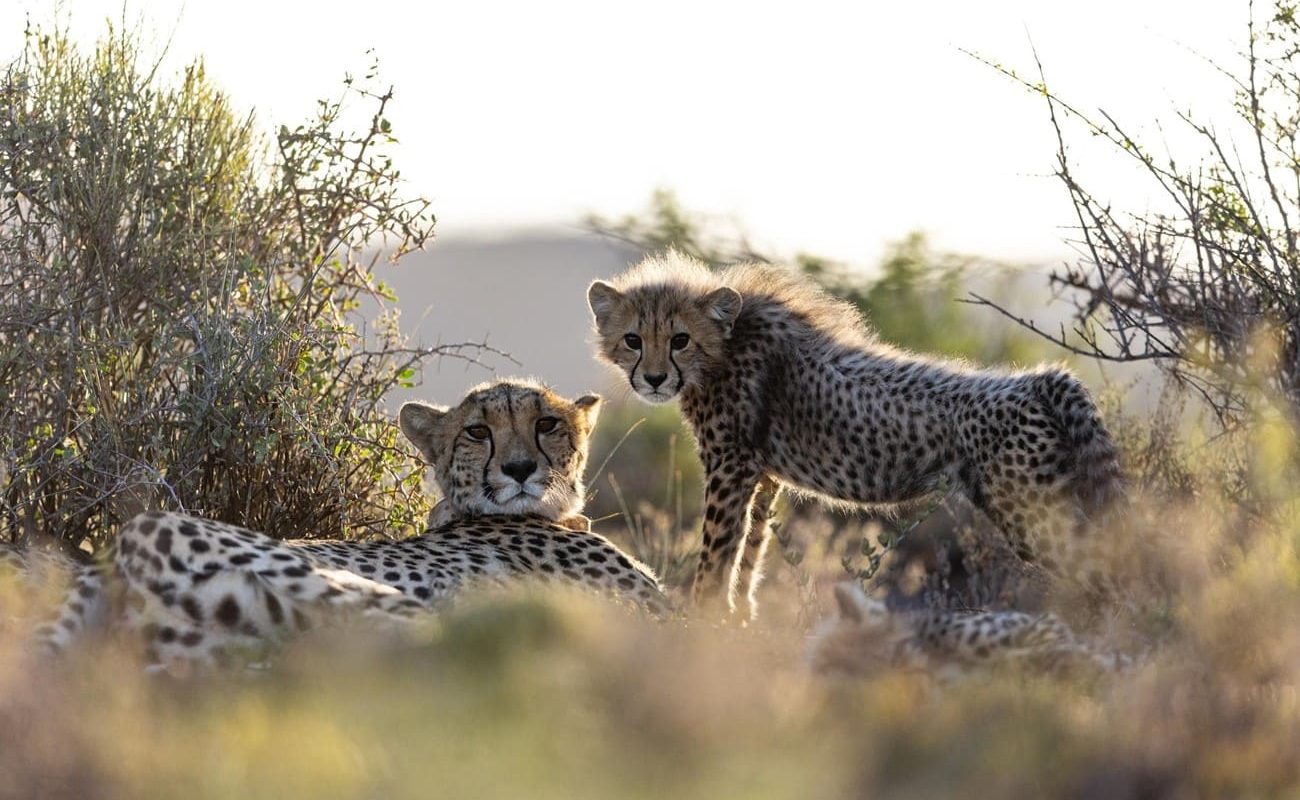 Sanbona Wildlife Reserve Gepard Geparden im Sanbona Wildlife Reserve